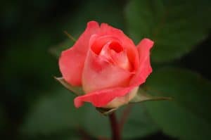 rose-591087_960_720