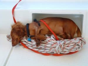 Rudy sleeping
