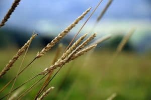 field