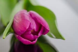 nature-purple-garden-flower