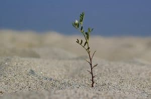 alone-1538079_640
