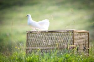 white-dove-1524483_640