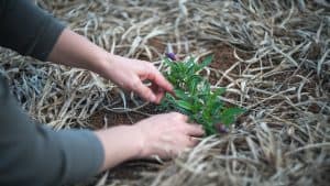 gardening-1645815_640