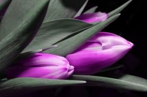 tulip-123794_640