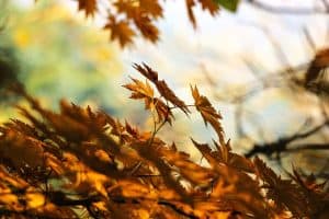 autumn-507544_640