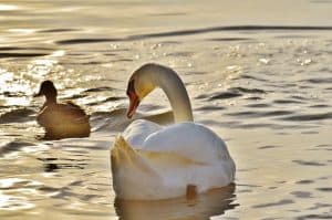 swan-1114270_640