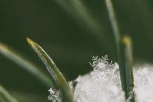 macro-1209271_640